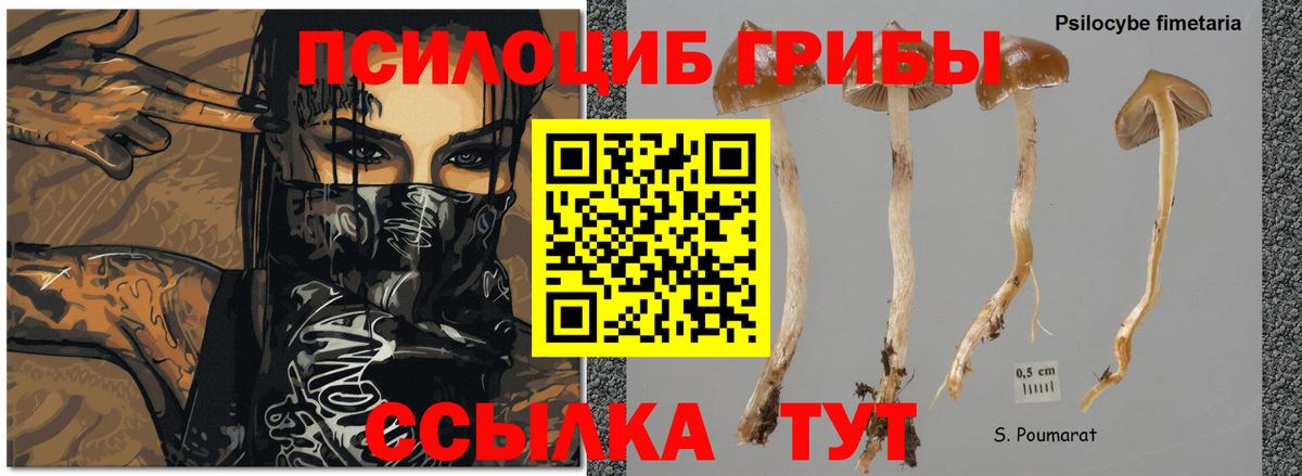 Галлюциногенные грибы GOLDEN TEACHER  Дзержинск 