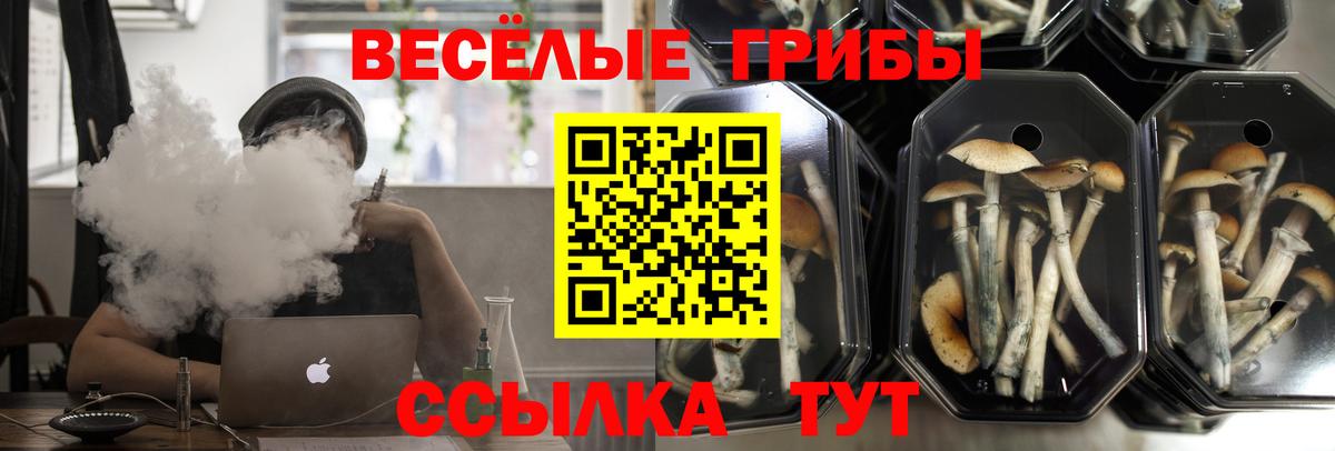 Дзержинск  Псилоцибиновые грибы Psilocybe  Вход с VPN 